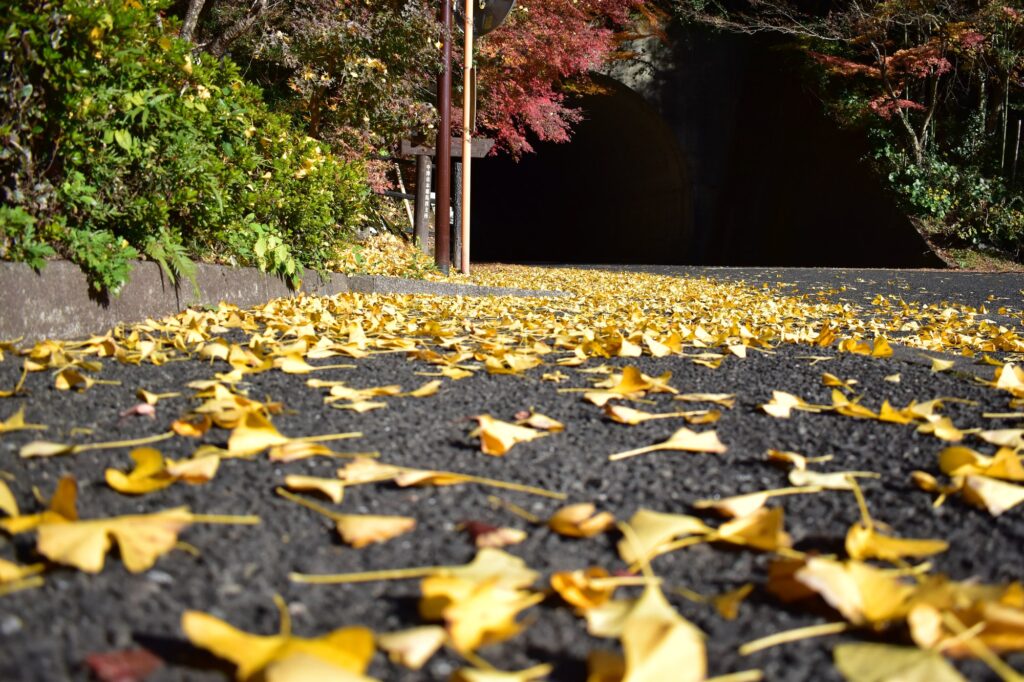 銀杏の落ち葉が広がる道とトンネル
