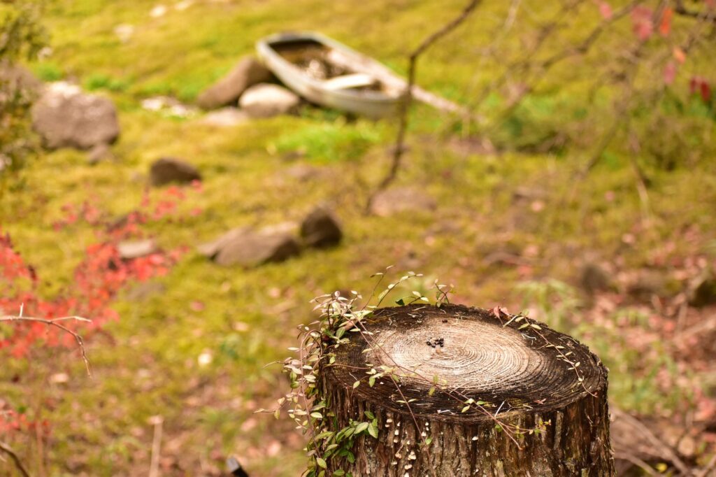 苔の庭と切り株