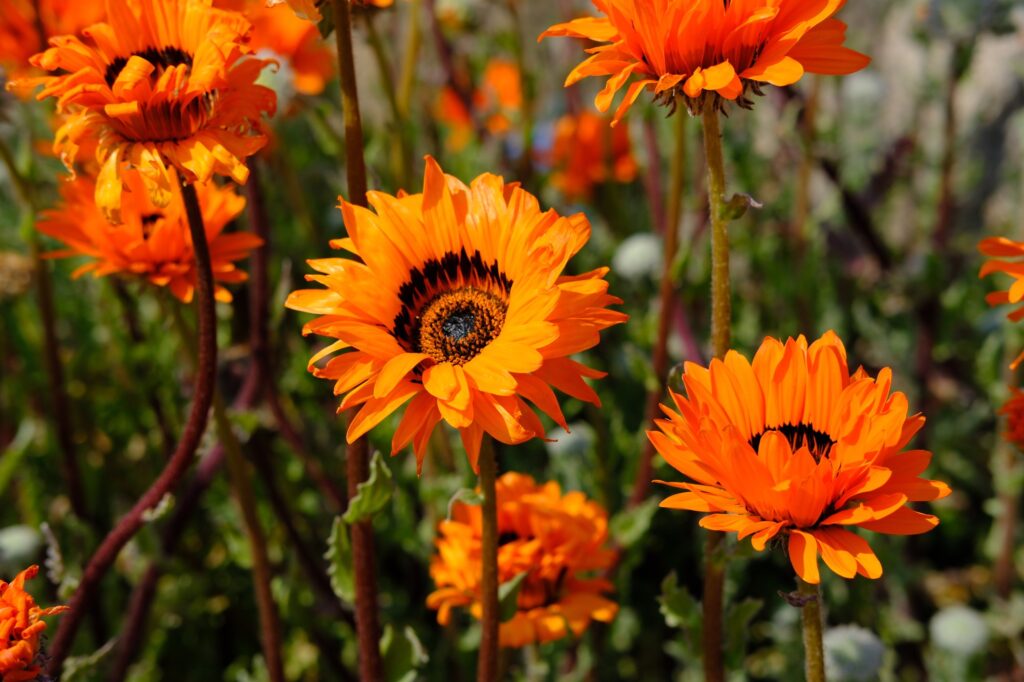 真ん中のオレンジの花を画面の中央に置いた写真